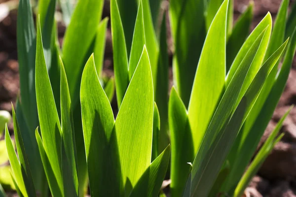 Soczysta trawa zielony — Zdjęcie stockowe