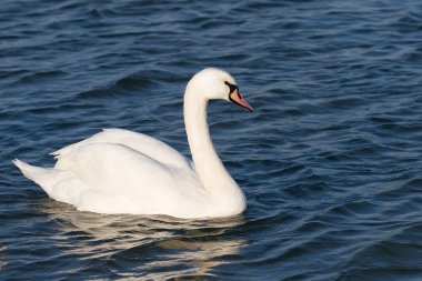 White beautiful swan clipart