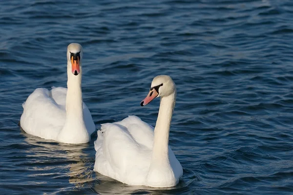 Två älskande swan — Stockfoto
