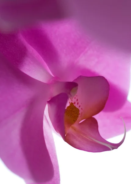 Květina orchidejí, růžová. — Stock fotografie