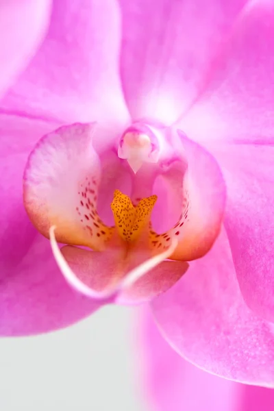 Kwiat Orchidea, Goździk. — Zdjęcie stockowe