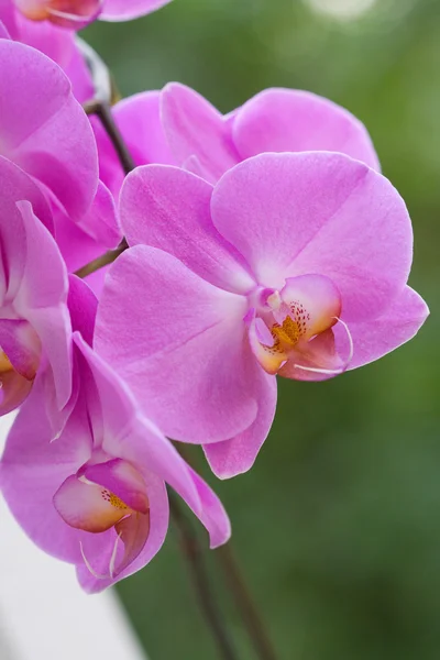 Květy orchidejí, růžová. — Stock fotografie