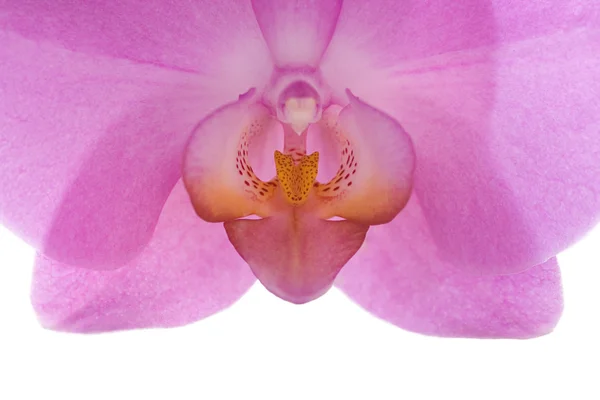 Květina orchidejí, růžová. izolované na bílém. — Stock fotografie