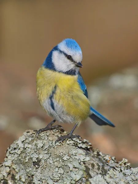 stock image Blue Tit, Cyanistes caeruleus