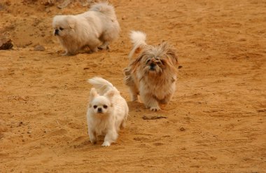 Çalışan Köpekler