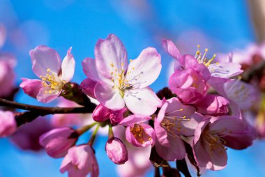 bloom yakın çekim olarak badem