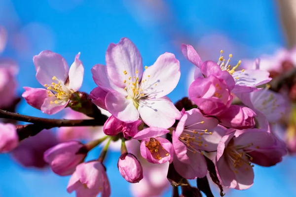 Almond in bloom close-up — Stock Photo, Image