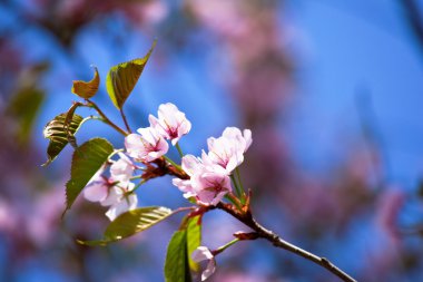 Sakura branch clipart