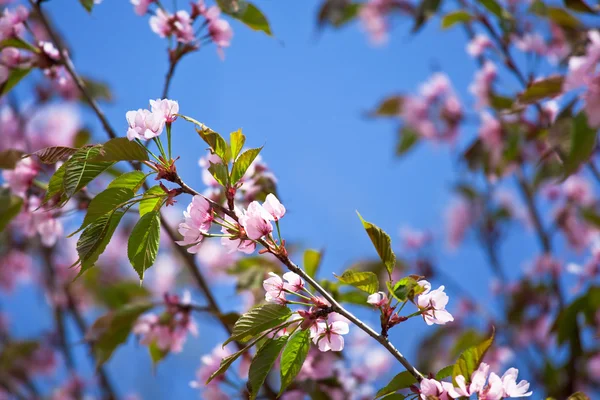 Blooming sakura branch — Stock Photo, Image