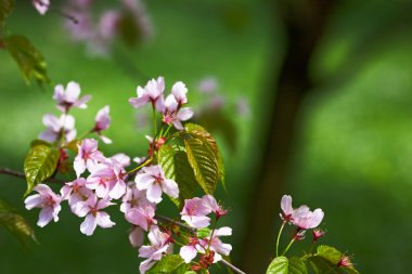 Çiçekli Sakura Şubesi