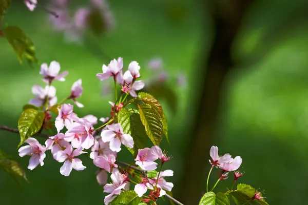 Blooming sakura branch — Stock Photo, Image
