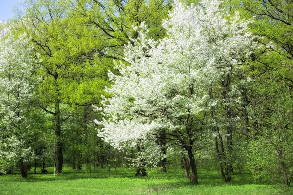 Spring time in a park — Stock Photo, Image