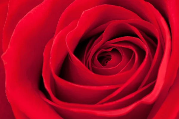 Červená růže zblízka — Stock fotografie