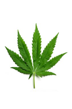 Hemp leaf clipart