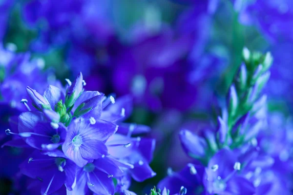 Wild flowers close-up — Stock Photo, Image