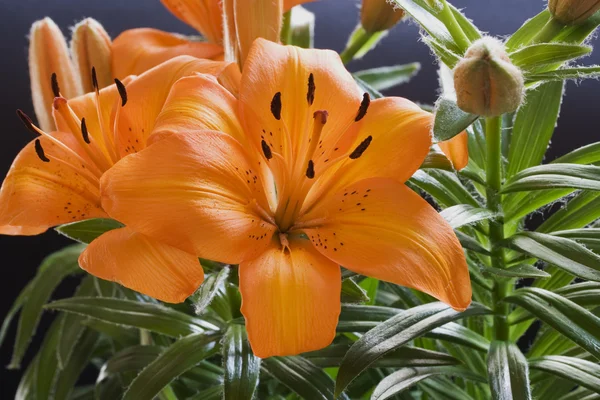 Lilium de laranja — Fotografia de Stock