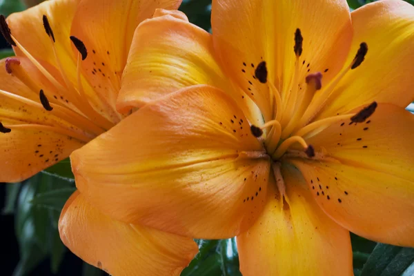 Orange lilium — Fotografie, imagine de stoc