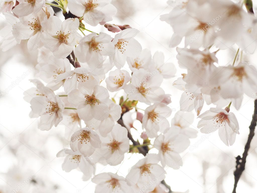 Japanese cherry blossoms (sakura)