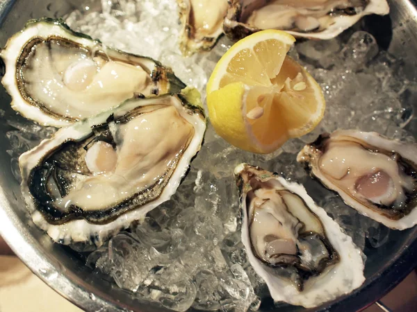 stock image Oysters