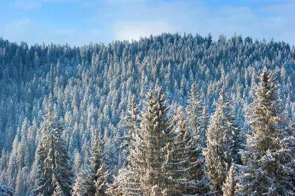 stock image Alpine trees with snow