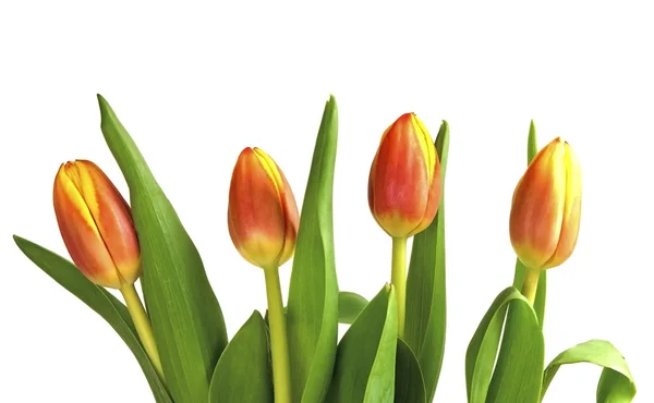 stock image Four tulips