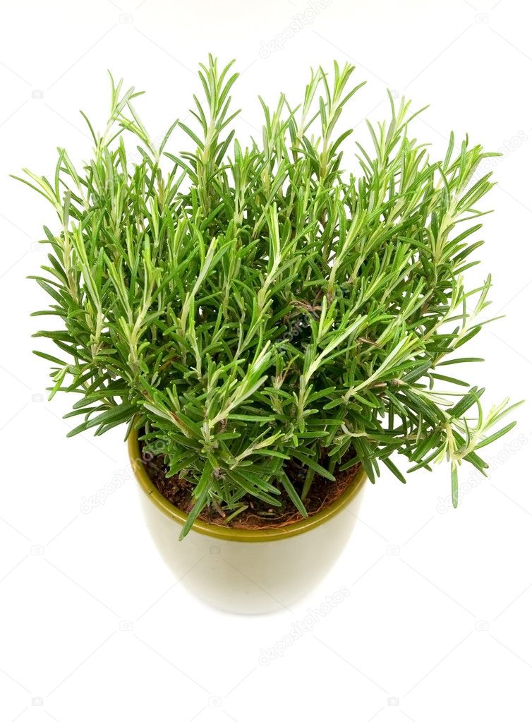 Rosemary plant and pot — Stock Photo © antoine2000 2835014
