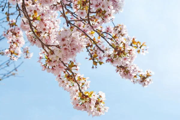 stock image Cherry Blossom in springtime