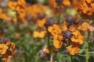 Erysimum bowles leylak rengi wallflowers