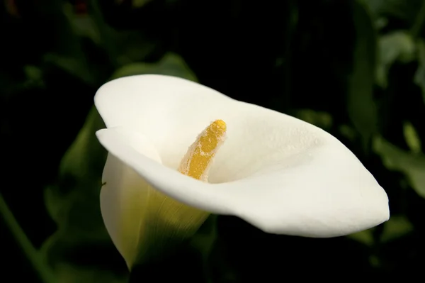 Easter lily with selected focus on stame — Stock Photo, Image