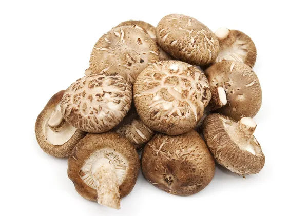 Uma seleção de cogumelos Shitake — Fotografia de Stock