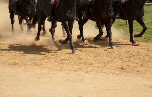 stock image Horses on dust