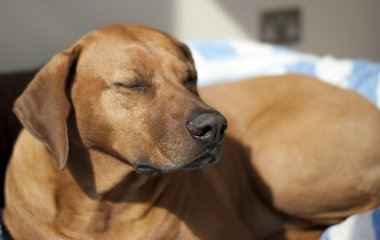 güneşin altında uyuyan ridgeback köpek