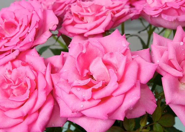 stock image Pink roses