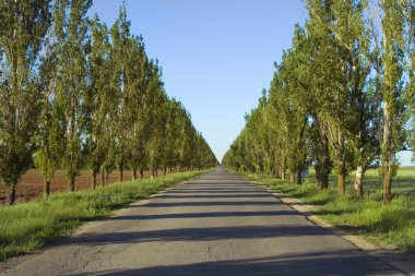 perspektif için boş yol