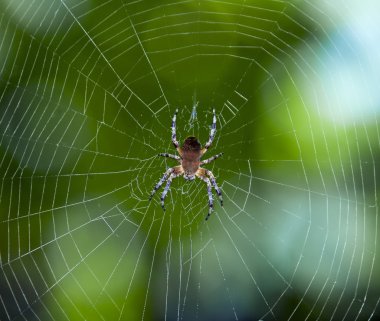 Spider on the web clipart