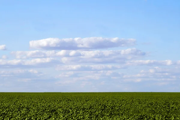 Pradera de hierba verde, el cielo azul —  Fotos de Stock