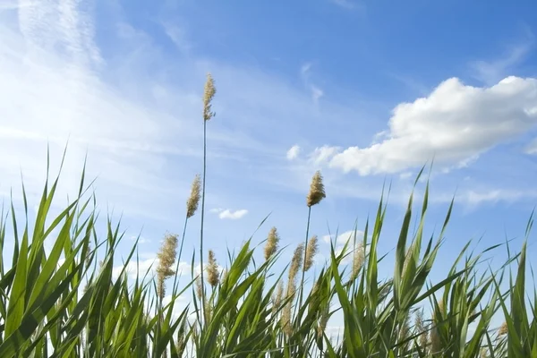 High reed against cloudy sky — Stock Photo, Image