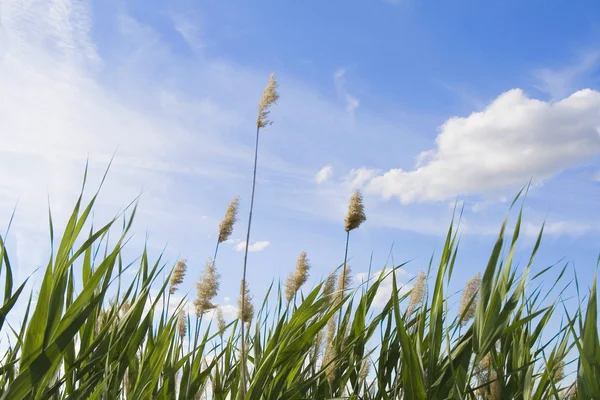 Reed against cloudy sky — Stock Photo, Image