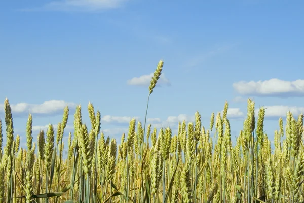 Yellow grain growing in a farm field — Stock Photo, Image