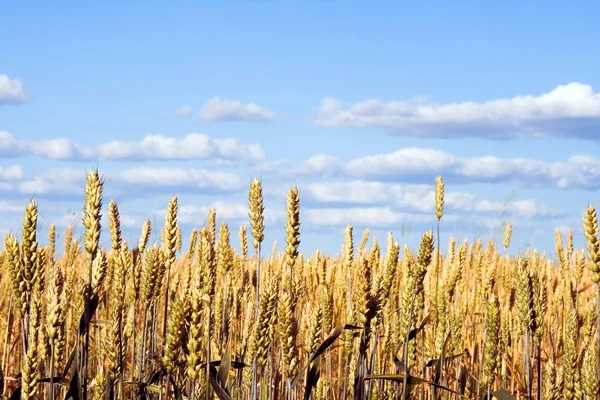 Wheat and blue sky — Stock Photo, Image