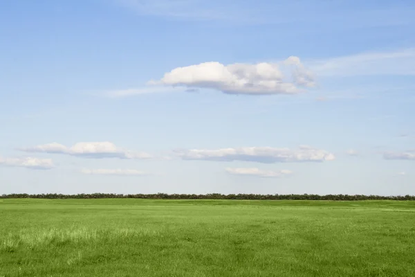 Зеленый травяной луг , — стоковое фото