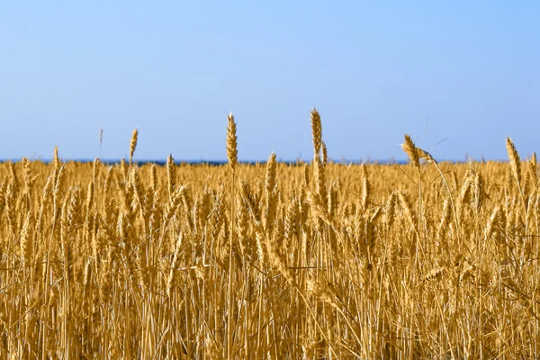 Yellow grain growing — Stock Photo, Image