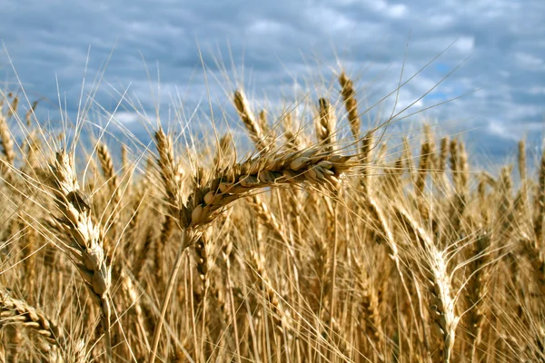 Ripe yellow wheat — Stock Photo, Image