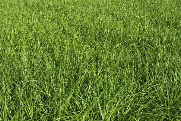Beautiful grass field texture — Stock Photo, Image
