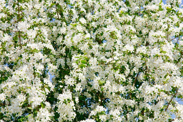 Blumen auf einem Apfelbaum — Stockfoto