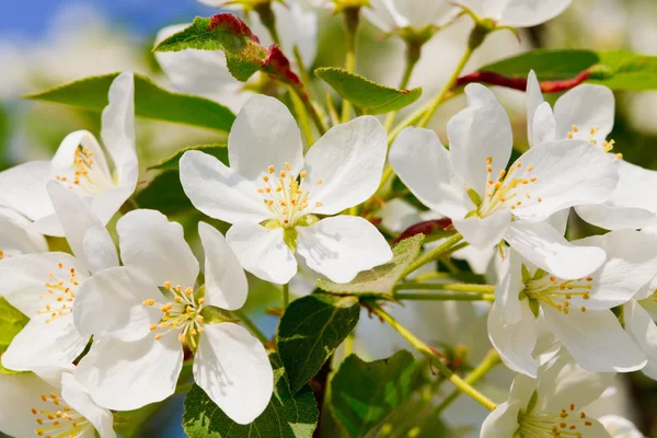 Flowers on an apple tree — Stock Photo, Image