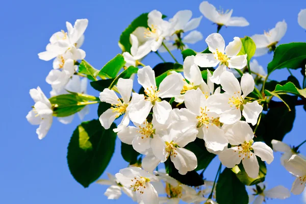 Kukkia omenapuussa — kuvapankkivalokuva