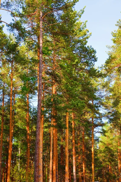 Красивый сосновый лес — стоковое фото