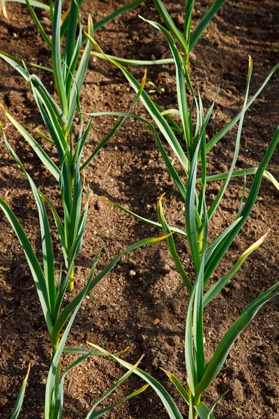 Onions Growing In The Garden — Stock Photo, Image