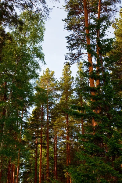 stock image Beautiful pine forest